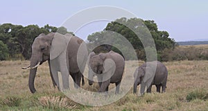 A herd of elephants, one adult and two calves, grazing peacefully in the wild grasslands of the masai mara, kenya