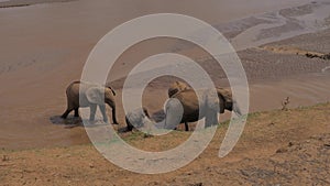 Herd Elephants And Playful Baby In The Water Cooled, Moisten Skin And Drink 4K