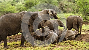 Herd of elephants resting, Serengeti, Tanzania