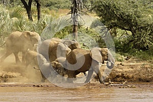 African elephants coming to river to drink, Kenya