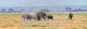 Herd of elephants in the savannah