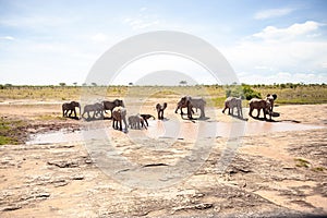 a herd of elephants in the savannah of east Africa drinking at a waterhole