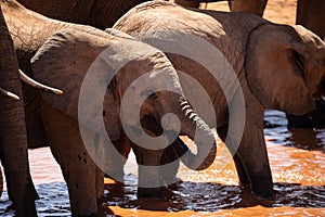 a herd of elephants in the savannah of east Africa drinking at a waterhole