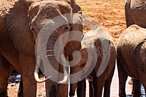 a herd of elephants in the savannah of east Africa drinking at a waterhole