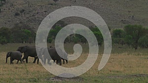 Herd of elephants the Serengeti