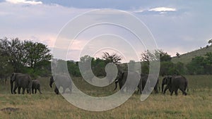 Herd of elephants the Serengeti