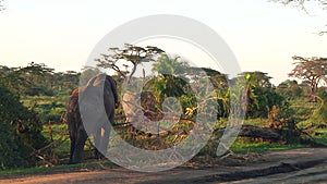 Herd of elephants the Serengeti