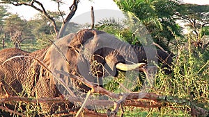 Herd of elephants the Serengeti