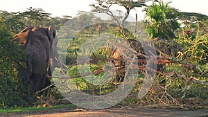 Herd of elephants the Serengeti