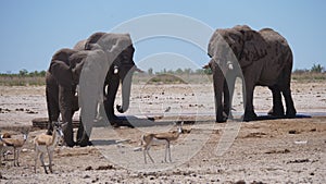 Herd of elephants and sprinbok at a dry savanna photo
