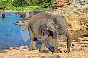 Herd of elephants in Sri Lanka