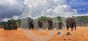 Herd of elephants walking across the plains in Hwange National Park