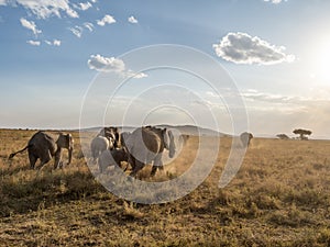 Herd of elephants walking as a family in the savannah. Manyara lake, Tanzania