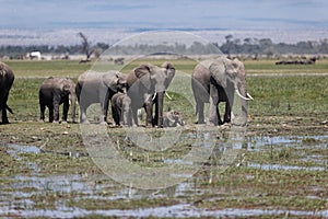 Herd of elephants walking and eating in the marsh of Amboseli National Park, Kenya