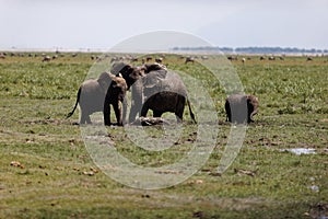 Herd of elephants walking and eating in the marsh of Amboseli National Park, Kenya