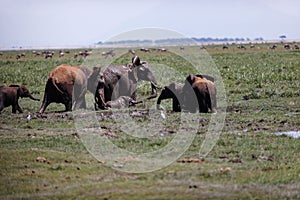 Herd of elephants walking and eating in the marsh of Amboseli National Park, Kenya