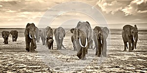 Herd of elephants walking group on the African savannah at photographer