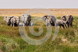 herd of elephants walking group on the African savannah.