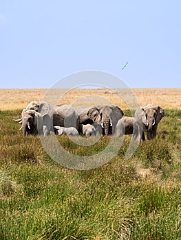 herd of elephants walking group on the African savannah. Serengeti national park, Tanzania