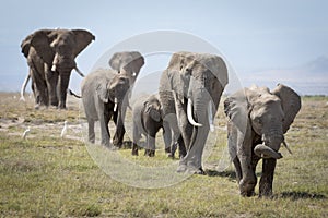 Herd of elephants walking in line amongst egrets in the open and grassy plains of Amboseli in Kenya