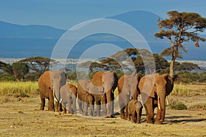 Herd of elephants photo