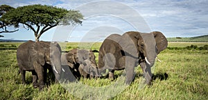 Herd of Elephants walking, Serengeti photo