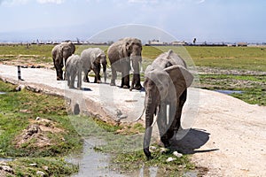 Herd of elephants walks down a road in Amboseli National Park Kenya