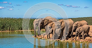 Herd of elephants at water hole, South Africa