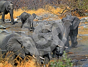 Herd of elephants at a waterhole
