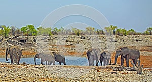 A herd of elephants at a waterhole in Etosha