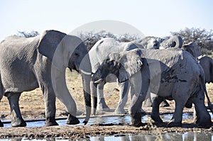 A Herd of elephants at the waterhole in Namutomi