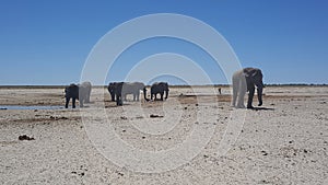 Herd of elephants at a waterpool