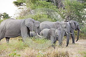 Herd of Elephants in the wild of Okavango Delta, Botswana. Young elephant looking to camera.