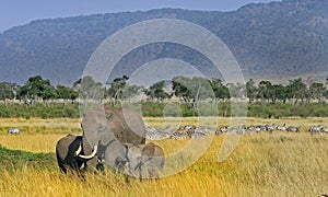 A herd of elephants and zebras against a savannah backdrop