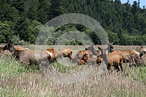 Herd of elk, adults and calfs photo