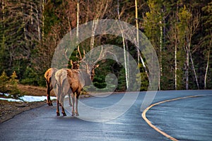 Elk Crossing The Road In Banff