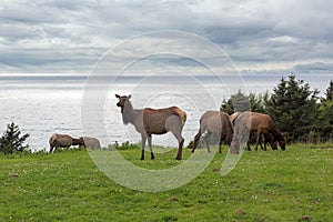 Herd of Elk at Ecola State Park spring season