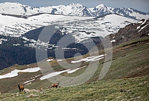 A Herd of Elk Grazing on an Alpine Meadow at Rocky Mountain National Park  in Colorado