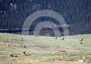 A Herd of Elk Grazing on an Alpine Meadow at Rocky Mountain National Park  in Colorado