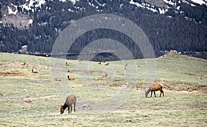 A Herd of Elk Grazing on an Alpine Meadow at Rocky Mountain National Park  in Colorado