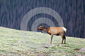 A Herd of Elk Grazing on an Alpine Meadow at Rocky Mountain National Park  in Colorado