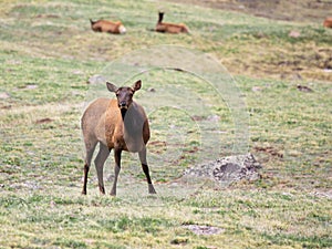 A Herd of Elk Grazing on an Alpine Meadow at Rocky Mountain National Park  in Colorado