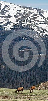 A Herd of Elk Grazing on an Alpine Meadow at Rocky Mountain National Park  in Colorado