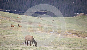 A Herd of Elk Grazing on an Alpine Meadow at Rocky Mountain National Park  in Colorado