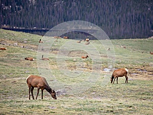 A Herd of Elk Grazing on an Alpine Meadow at Rocky Mountain National Park  in Colorado