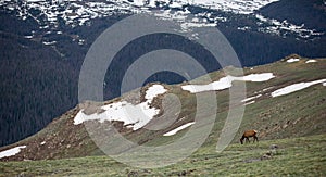 A Herd of Elk Grazing on an Alpine Meadow at Rocky Mountain National Park  in Colorado