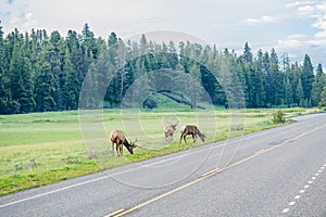 Herd of Elk grazing near with the road in Yellowstone National Park