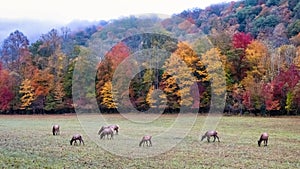 Herd of Elk Grazing Quietly on a Beautiful Autumn Morning