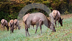 Herd of Elk Grazing Quietly on a Beautiful Autumn Morning