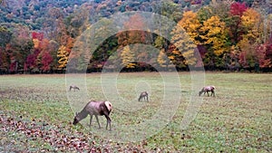 Herd of Elk Grazing Quietly on a Beautiful Autumn Morning